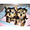 Outstanding-t-cup-yorkie-puppies-available-now-for-free