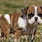 Cutest-english-bulldog-puppies-available