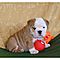 Male-and-female-english-bulldog-puppies-for-adoption