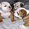 3-cute-english-bulldog-puppies-for-free-adoption