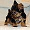 Well-train-teacup-yorkie-puppies-for-adoption