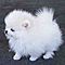 Teacup-pomeranian-puppies-for-adoption-looking-for-a-new-home
