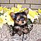 Wow-teacup-yorkie-puppies-for-x-mas