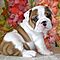 Male-and-female-english-bulldog-puppies-for-christmas