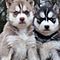 Registered-husky-puppies-adoption