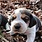 Available-beagle-puppies-good-homes