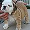 Sweet-english-bulldog-puppies-for-rehoming