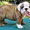 Beautiful-english-bulldog-puppies-for-adoption